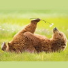 Аватар для smike